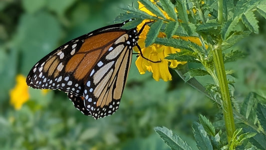 Identifying Male & Female Monarch Butterflies