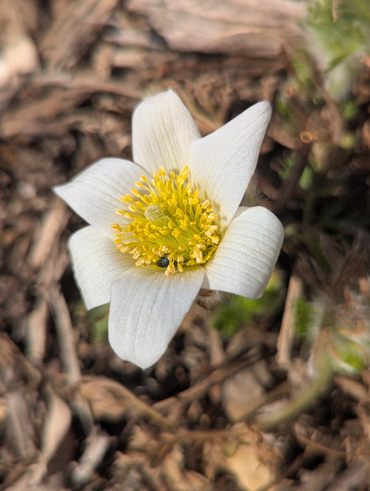 First Bloom: Pasque Flower