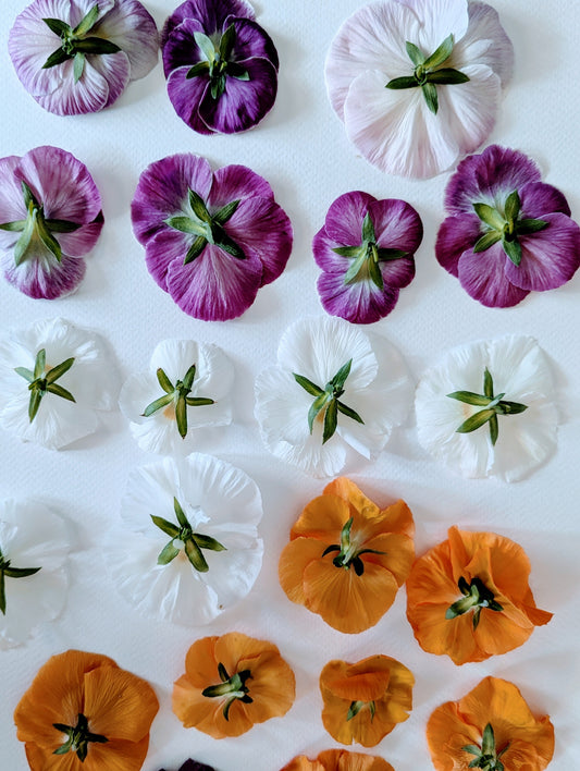 Pressing Spring Blooms