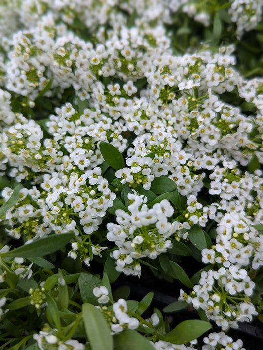 Complementary Companions